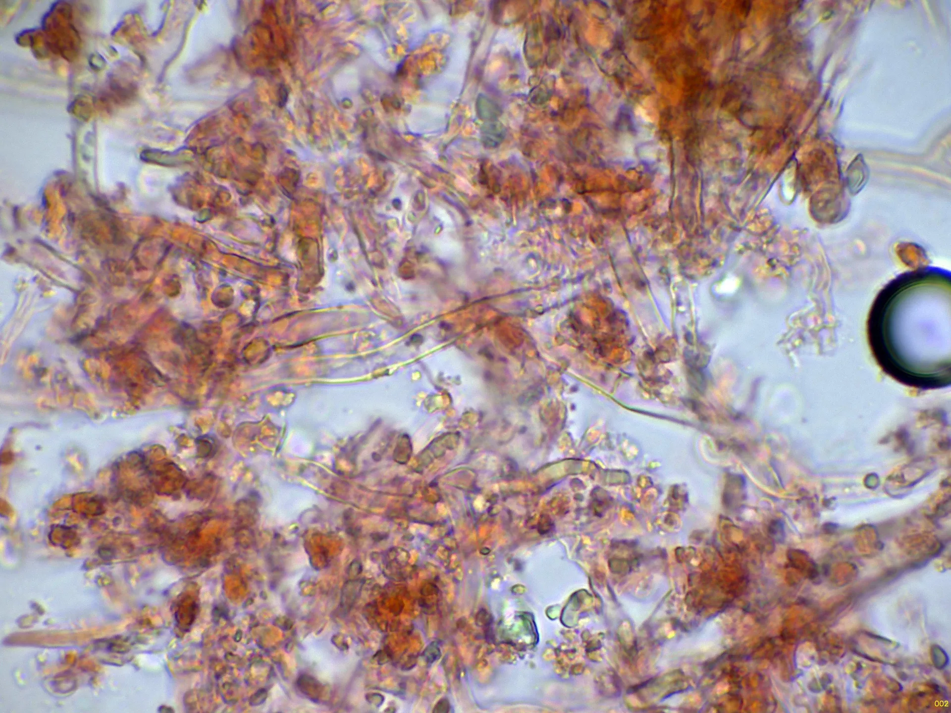 Microscopía de Laxitextum bicolor - 10 - Hifas subiculares-002